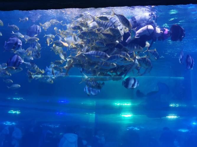 龍魚世家水族館的開放時間是？：龍魚世家水族館開放時間