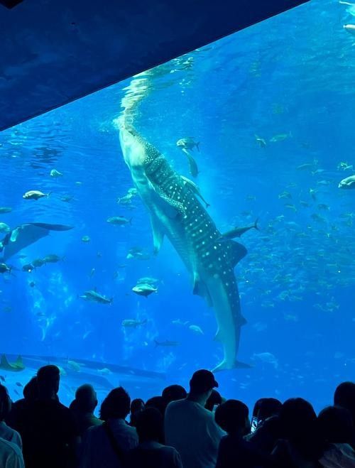 龍魚世家水族館的開放時間是？：龍魚世家水族館開放時間