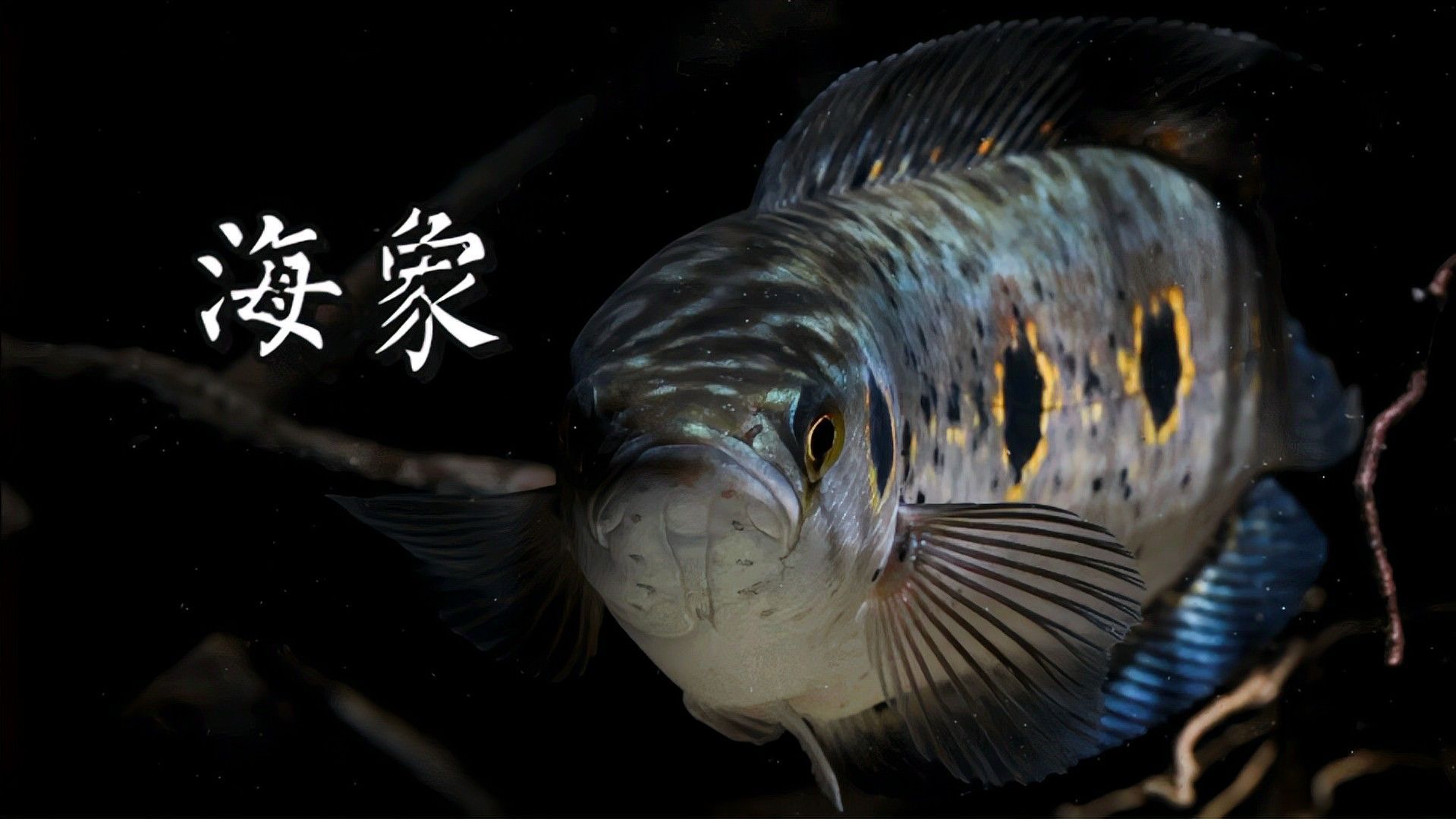 七彩海象雷龍有哪些變種？：七彩海象雷龍變種有哪些？