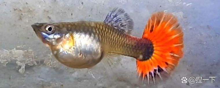 如何降低藍曼龍魚對孔雀魚的攻擊性：曼龍魚和孔雀魚混養可行嗎
