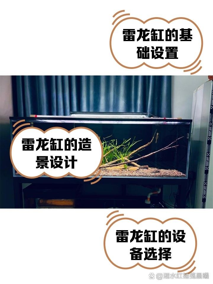 火背雷龍魚需要多大的魚缸：火背雷龍魚理想魚缸大小應該在其體長的2到3倍之間