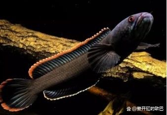 火背雷龍魚需要多大的魚缸：火背雷龍魚理想魚缸大小應該在其體長的2到3倍之間