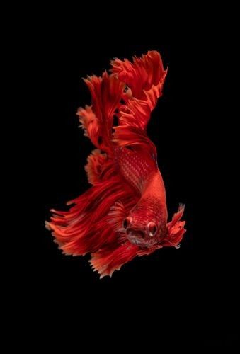 給我推薦一些高清大紅龍魚壁紙：高清大紅龍魚壁紙