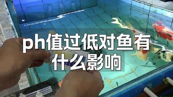 龍魚沉缸底多久會死亡？：龍魚沉缸底后多久會死亡