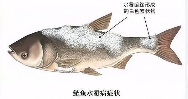 如何預(yù)防龍魚長(zhǎng)白毛：如何預(yù)防龍魚白毛