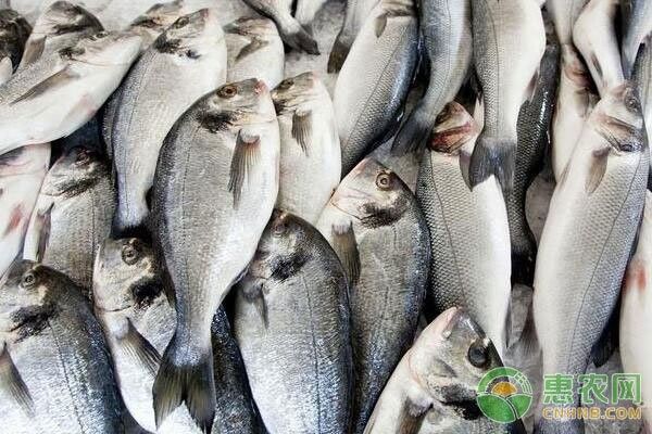 如何判斷金龍魚是否得了腸胃炎：如何判斷金龍魚是否患有腸胃炎