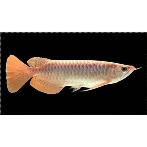 高背紅龍魚的市場價格是多少：紅龍魚價格表