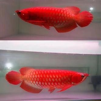 高背紅龍魚的市場價格是多少：紅龍魚價格表