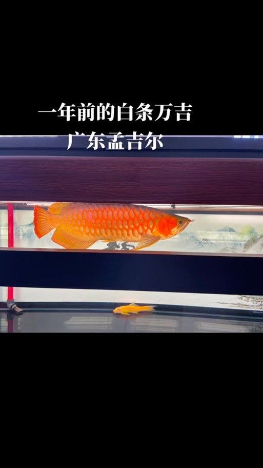 如何保持孟吉爾紅龍健康？：《魔獸世界》紅龍魚飼養指南:吉爾紅龍生活護理措施
