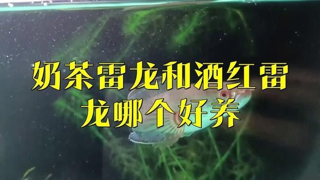 雷龍魚中哪個品種最溫和？：哪個品種的雷龍魚性格最溫和