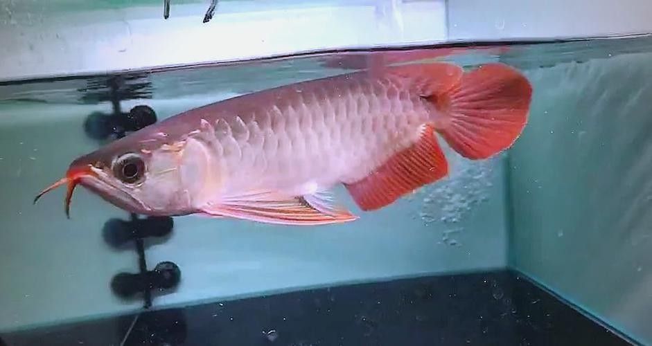 龍魚可以吃哪些水果？：20-30公分龍魚飼養技巧與注意事項