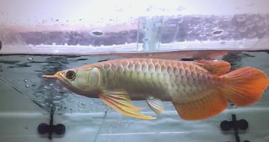 龍魚可以吃哪些水果？：20-30公分龍魚飼養技巧與注意事項