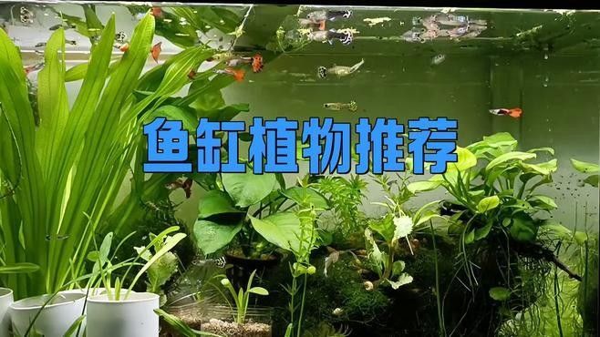 給我推薦一些適合龍魚缸的植物：適合龍魚缸的植物推薦