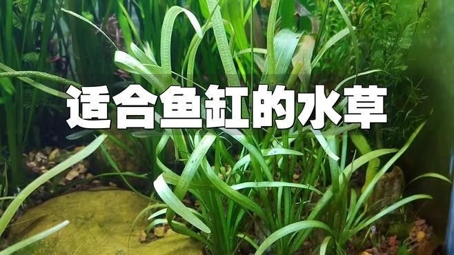 給我推薦一些適合龍魚缸的植物：適合龍魚缸的植物推薦