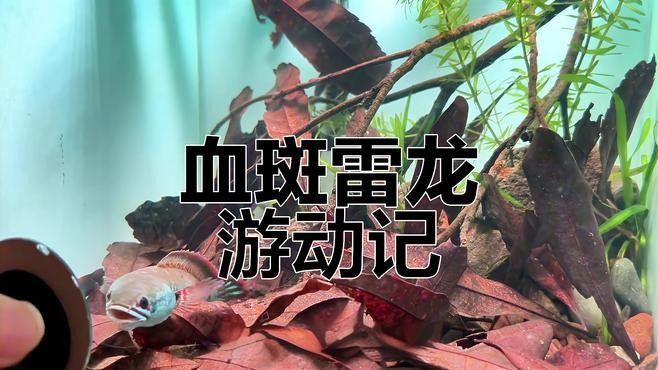 如何訓練夢幻血斑雷龍魚：夢幻血斑雷龍魚怎么訓練夢幻血斑雷龍魚訓練全攻略