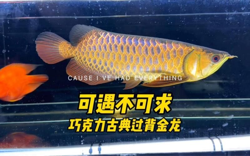 龍魚黑缸適合哪些品種：哪些龍魚品種適合黑缸養殖？ 龍魚黑缸適合哪些品種：哪些龍魚品種適合黑缸養殖？ 龍魚百科 第5張