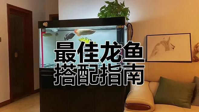 龍魚黑缸適合哪些品種：哪些龍魚品種適合黑缸養殖？ 龍魚黑缸適合哪些品種：哪些龍魚品種適合黑缸養殖？ 龍魚百科 第6張
