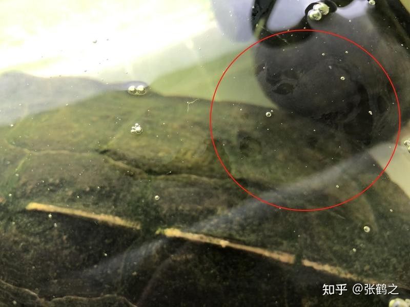 如何科學投喂龍龜：如何科學地投喂龍龜