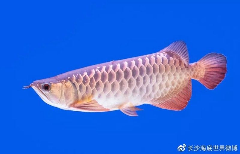 B過金龍魚能長多大：金龍魚一年能長多少厘米 B過金龍魚能長多大：金龍魚一年能長多少厘米 龍魚百科 第7張