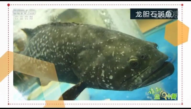和興龍魚中國旗艦店世紀金源店有哪些魚類：興龍魚中國旗艦店世紀金源店