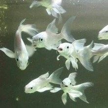 和興龍魚中國旗艦店世紀金源店有哪些魚類：興龍魚中國旗艦店世紀金源店