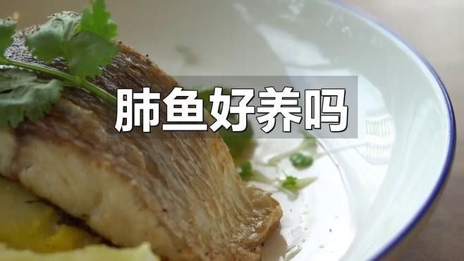 肺魚和恐龍魚哪個更難養？：探討肺魚和恐龍魚哪個更難養恐龍魚飼養技巧揭秘
