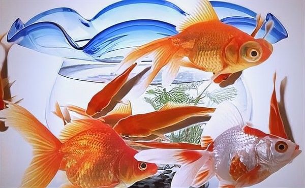 龍魚缸造景有哪些禁忌：關于龍魚缸造景的禁忌
