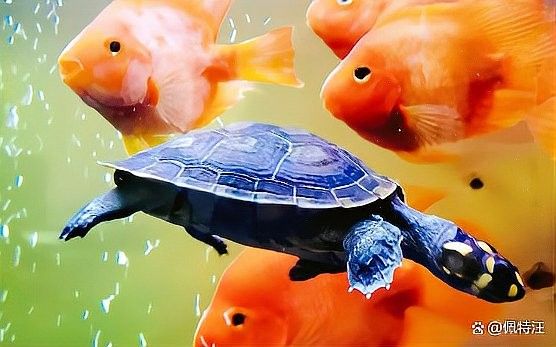 草金魚和哪種龜混養最和諧？：草金魚與烏龜混養前必看3個關鍵點萌寵百科小圓圓