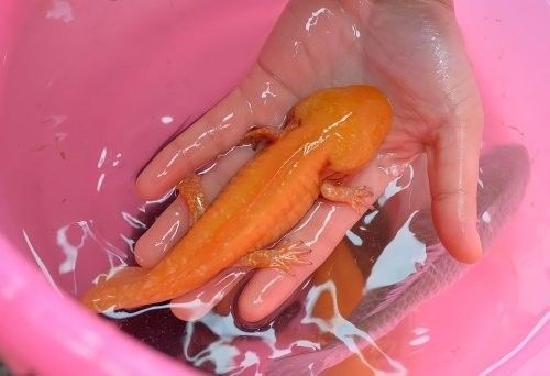 龍魚沒狀態(tài)多久會(huì)死：養(yǎng)魚老道龍魚沒狀態(tài)如何急救，2分鐘帶你認(rèn)識(shí)5大死亡原因 龍魚沒狀態(tài)多久會(huì)死：養(yǎng)魚老道龍魚沒狀態(tài)如何急救，2分鐘帶你認(rèn)識(shí)5大死亡原因 龍魚百科 第2張