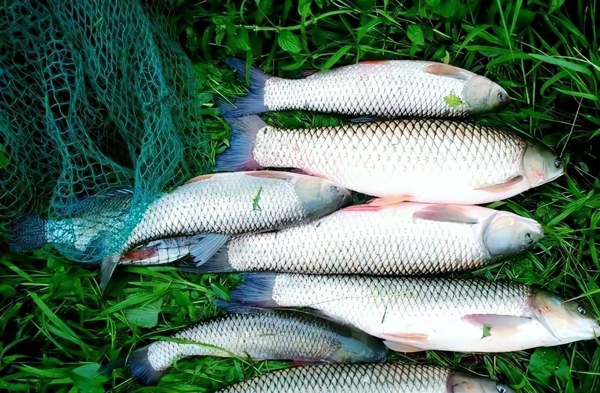 龍頭魚擺件多久清洗一次：龍頭魚擺件清洗頻率 龍頭魚擺件多久清洗一次：龍頭魚擺件清洗頻率 龍魚百科 第3張