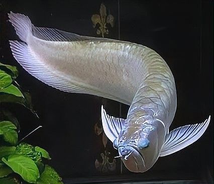 紅龍魚突眼病有哪些癥狀？：微信公眾平臺觀賞魚突眼病治療方法大全~ 紅龍魚突眼病有哪些癥狀？：微信公眾平臺觀賞魚突眼病治療方法大全~ 龍魚百科 第6張