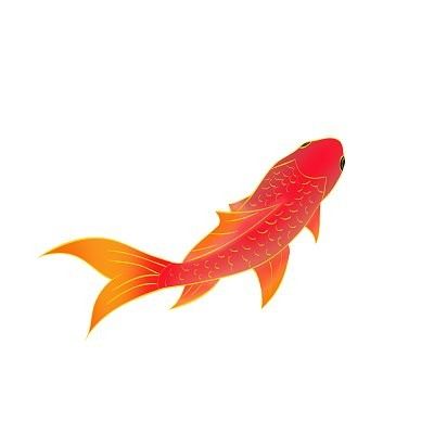 紅龍魚高清豎屏背景圖有哪些風格：紅龍魚的高清豎屏背景圖