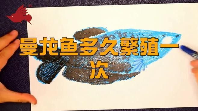 曼龍魚繁殖需要多久？：曼龍魚的繁殖周期和孵化時(shí)間