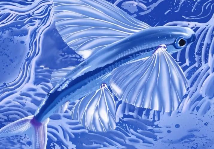 有沒有飛龍魚卡通手繪圖片？：飛龍魚卡通手繪