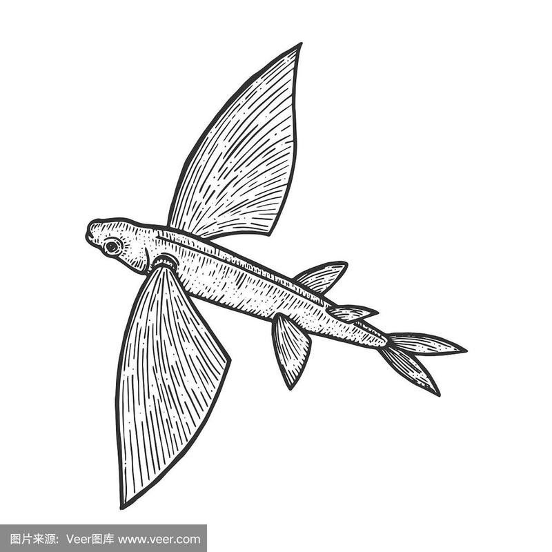 有沒有飛龍魚卡通手繪圖片？：飛龍魚卡通手繪