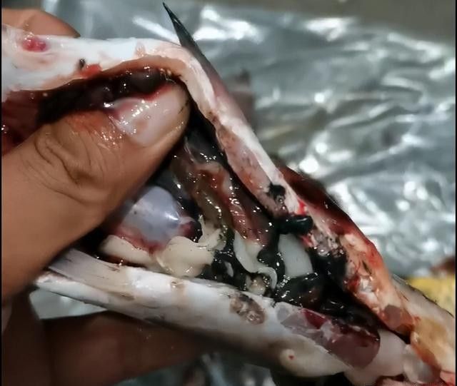如何區分龍魚感染哪種寄生蟲：魚感染寄生蟲怎么辦
