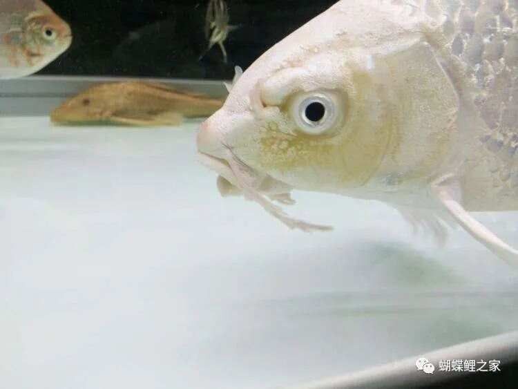 龍魚為什么會咬蝴蝶鯉？：龍魚為什么會攻擊蝴蝶鯉？