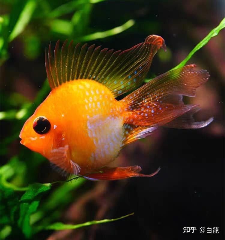 哪種底砂最便宜：萌寵百科小團團新手養魚必看攻略