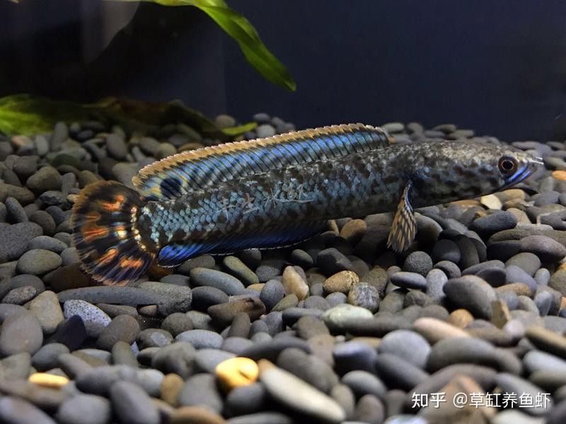 杜集龍魚的市場(chǎng)評(píng)價(jià)如何？，杜集龍魚養(yǎng)殖技術(shù)難點(diǎn)與市場(chǎng)前景的對(duì)比分析表