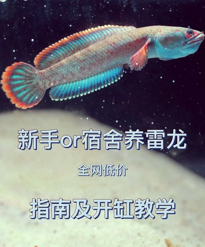 雷龍魚缸蓋子材質(zhì)有哪些選擇：雷龍魚缸蓋子的材質(zhì)選擇對(duì)于維護(hù)魚缸的美觀和功能性至關(guān)重要