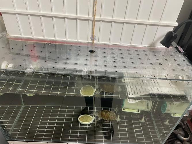 雷龍魚缸蓋子材質(zhì)有哪些選擇：雷龍魚缸蓋子的材質(zhì)選擇對(duì)于維護(hù)魚缸的美觀和功能性至關(guān)重要