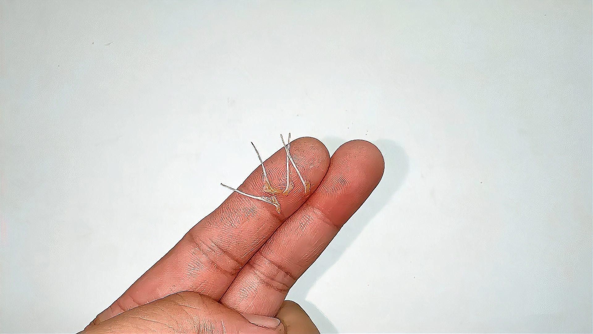 龍魚市場(chǎng)價(jià)格范圍，龍魚市場(chǎng)價(jià)格呈現(xiàn)出一定的波動(dòng)性 龍魚市場(chǎng)價(jià)格范圍，龍魚市場(chǎng)價(jià)格呈現(xiàn)出一定的波動(dòng)性 龍魚百科 第2張