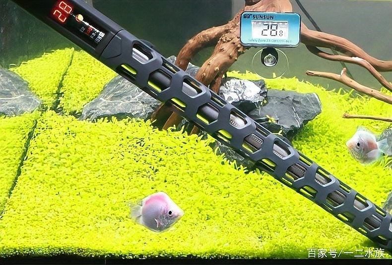 六角龍魚缸加熱棒應(yīng)該放在哪里：角龍魚缸加熱棒的擺放位置