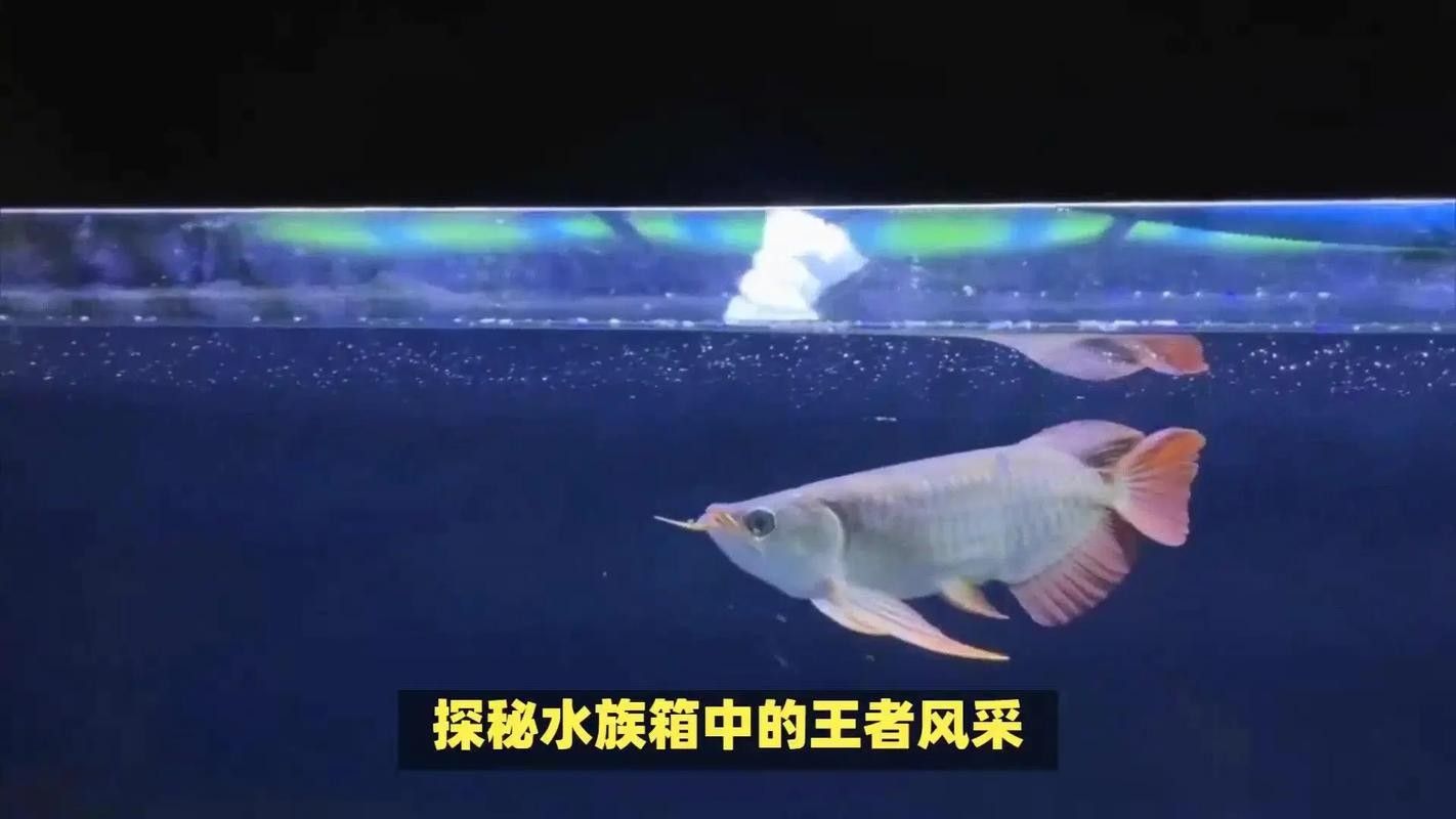 湖口哪個水族館龍魚好？祥龍魚場龍魚：湖口縣長江鄱陽湖水生物保護(hù)基地（江豚灣水族館）