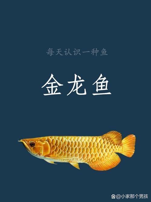 哪里可以找到高清金龍魚圖片：如何找到高清的金龍魚圖片