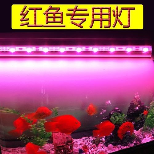 推薦幾款適合紅龍魚的LED燈：紅龍魚專用led燈具推薦