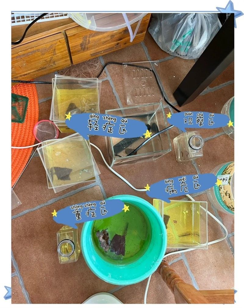 混養期間需要多久觀察一次？：斗魚混養期間的觀察頻率 混養期間需要多久觀察一次？：斗魚混養期間的觀察頻率 龍魚百科 第3張
