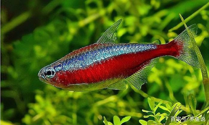 龍魚加鹽后需要停食嗎：龍魚加鹽后是否需要停食，龍魚加鹽后是否需要停食的問題 龍魚加鹽后需要停食嗎：龍魚加鹽后是否需要停食，龍魚加鹽后是否需要停食的問題 龍魚百科 第5張