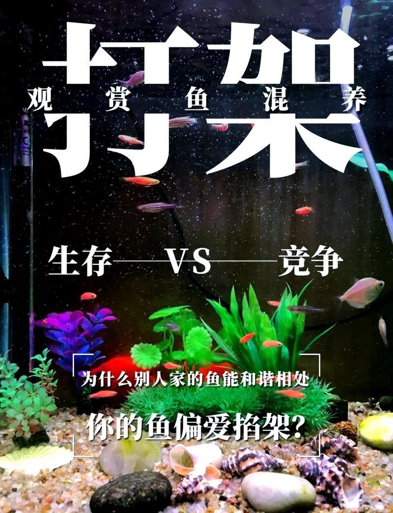 如何設置魚缸以減少沖突？：設置魚缸以減少沖突時