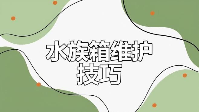 如何設置魚缸以減少沖突？：設置魚缸以減少沖突時